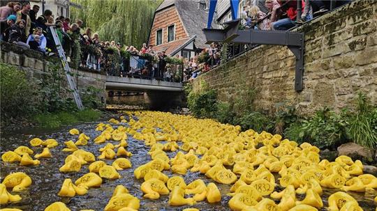 Die Invasion der gelben Enten ist ein liebgewonnenes Ritual beim Altstadtfest.