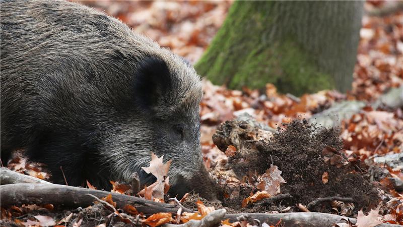 Ein Wildschwein wühlt das Erdreich auf. 