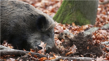 Ein Wildschwein wühlt das Erdreich auf. 