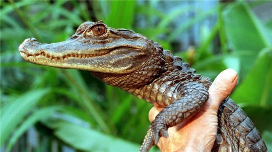 Die Jagd auf Kaiman Sammy hielt vor 30 Jahren tagelang Polizei, Feuerwehr und Medien in Atem.