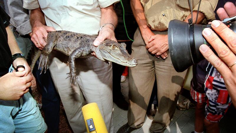 Die Jagd auf Kaiman Sammy hielt vor 30 Jahren tagelang Polizei, Feuerwehr und Medien in Atem.