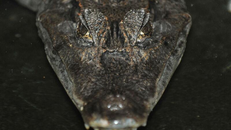 Die Jagd auf Kaiman Sammy hielt vor 30 Jahren tagelang Polizei, Feuerwehr und Medien in Atem.