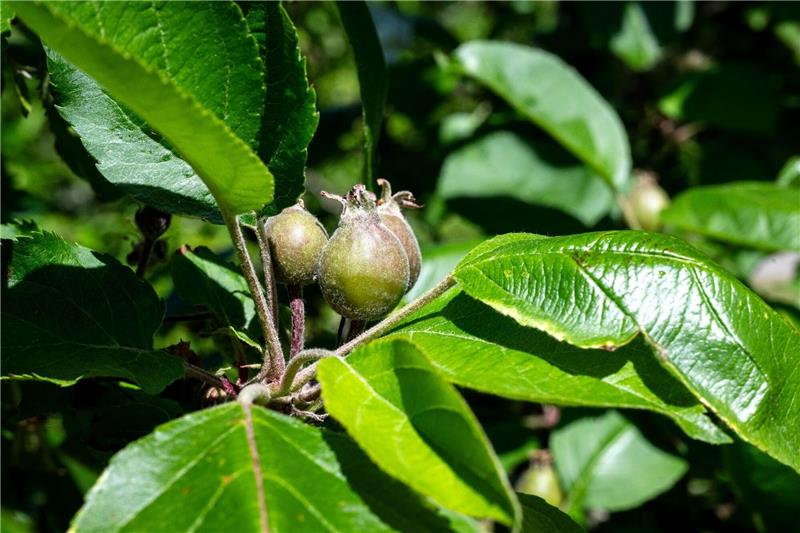 Frühe Obstblüte könnte Apfelernte schmälern Die Kältephase im April hat vielen Apfelbäumen zugesetzt.