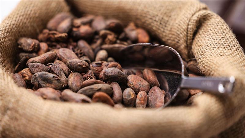 Die Kakaopreise sind zuletzt wieder gesunken. (Symbolbild)