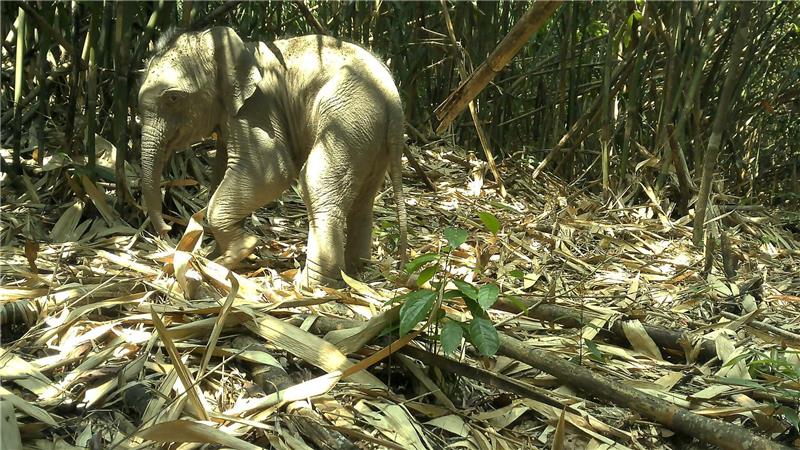 Die Kamerafalle nahm auch einen jungen Asiatischen Elefanten im Annamiten-Gebirge auf.