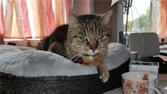 Die Katze ist in Deutschland das beliebteste Haustier.