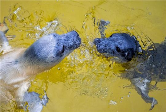 Die Kegelrobbenweibchen Hätti (l) und Toni in der Seehundstation Friedrichskoog.