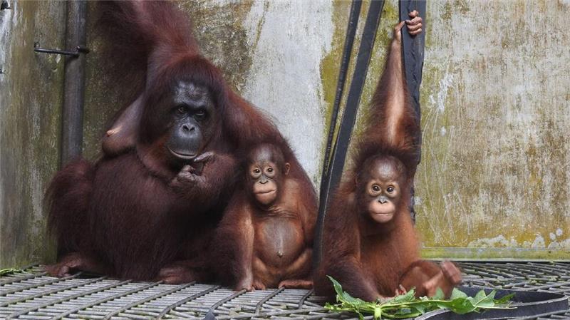 Tierische Supermama: Orang-Utan adoptiert Kind von Freundin Die Kleinfamilie ist vorübergehend wieder ins Rettungszentrum Nyaru Menteng gezogen.
