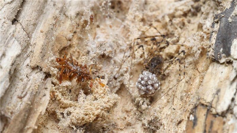 Die Knochensammler-Raupe lebt ausschließlich in Spinnennetzen und tarnt sich, um nicht von ihrem ahnungslosen Spinnenwirt entdeckt zu werden.