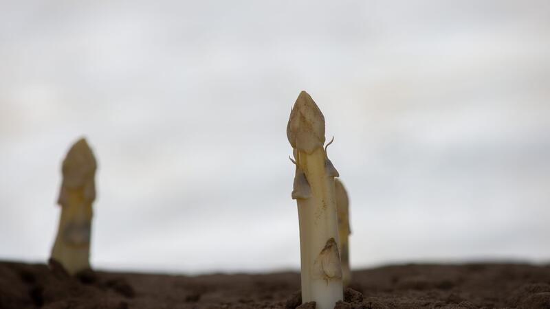So bauen Sie Spargel im Garten selber an Die Knospenanlagen sollten in Längsrichtung des angelegten Grabens liegen.