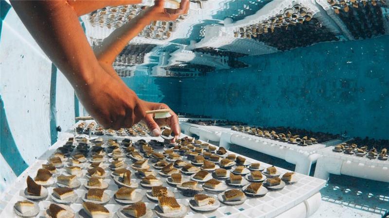 Die Korallenfarm von Coral Vita arbeitet mit Mikrofragmenten.