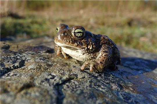 Die Kreuzkröte – besonders an ihr ist der Längsstrich auf dem Rücken – hüpft nicht, sondern läuft. Dabei kann sie so schnell werden wie eine Maus. Am liebsten lebt sie auf struktur- und sonnenreichen Flächen mit kleinen Gewässern. Foto: Nabu/Bruno Scheel