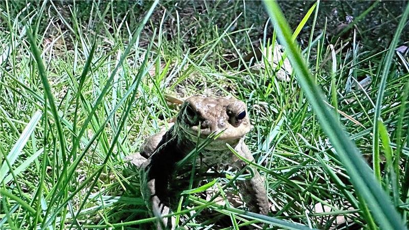So liebestolle Kröten wie in Bad Harzburg gibt’s nirgendwo im Land Die Kröten wandern zu Tausenden aus dem Wald in den Teich.
