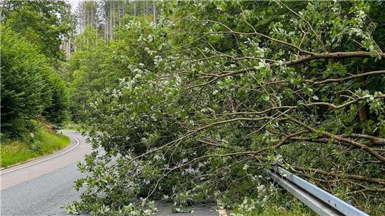 Die Krone eines Baumes ragt weit auf die Fahrbahn der Straße Wäschegrund zwischen St. Andreasberg und Silberhütte. Die Einsatzkräfte der Freiwilligen Feuerwehr schneiden per Motorsäge den Baum in kleine Teile.
