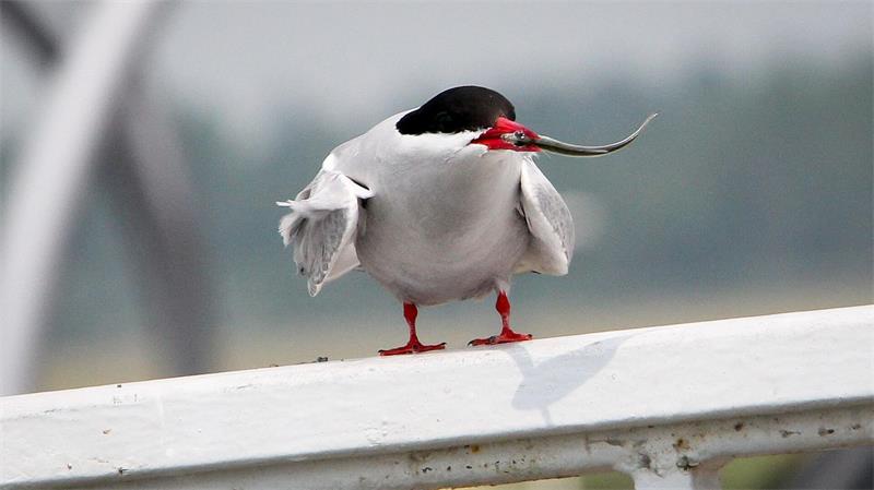 Zugvögel sind da – Tipps für Exkursionen und Beobachtungen Die Küstenseeschwalbe ist in diesem Jahr der Titelvogel der Zugvogeltage. (Archivbild)