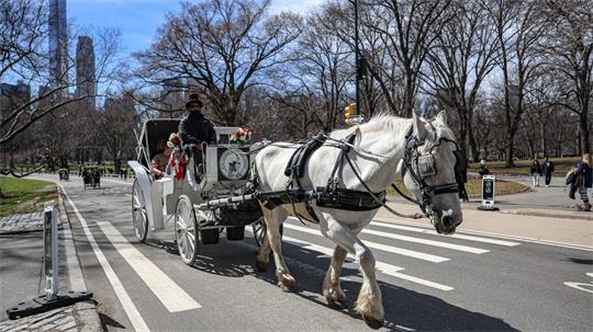 Die Kutschen rollen seit rund 150 Jahren durch den Central Park. (Archivbild)