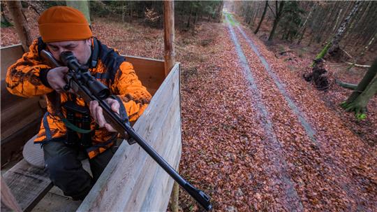Die Landesforsten starten ihre herbstliche Jagdsaison und haben dabei besonders Wildschweine im Visier.