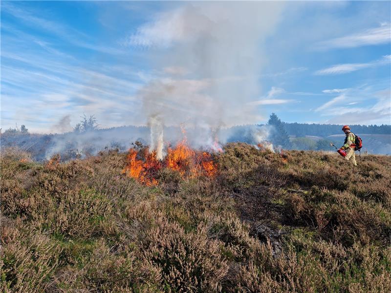 Die Landesforsten wollen mit gezieltem Feuer die Bergheide im Innerstetal verjüngen. Foto: Knoke