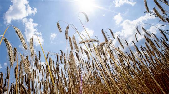 Die Landwirte in Niedersachsen haben Gerste und Weizen eingebracht. 