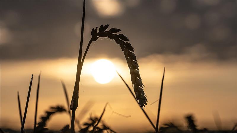 Bauern fahren gute Ernte ein - und sinkende Preise Die Landwirte in Niedersachsen haben eine laut Landwirtschaftskammer „sehr beachtliche“ Ernte eingefahren - die Preise aber sinken. (Archivbild)