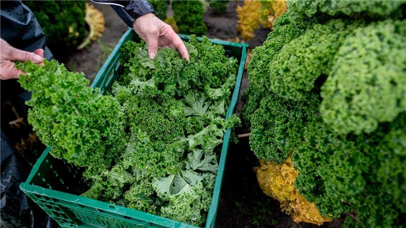 Die Landwirte rechnen mit weniger Ertrag als noch im Vorjahr. 