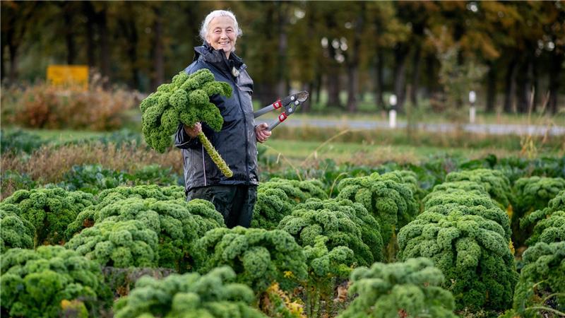 Grünkohlsaison in Niedersachsen gestartet - Preise steigen Die Landwirte rechnen mit weniger Ertrag als noch im Vorjahr.