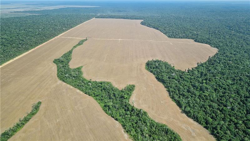 Amazonas im Stress – „auch in Berlin spürbar“ Die Landwirtschaft ist einer der Hauptgründe für Entwaldung: oft Viehzucht, hier der Anbau von Soja, das oft als Tierfutter genutzt wird.