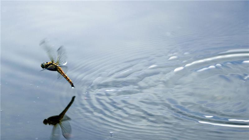 Die Larven der Libellen leben meist am Gewässergrund oder zwischen Wasserpflanzen. (Archivbild)