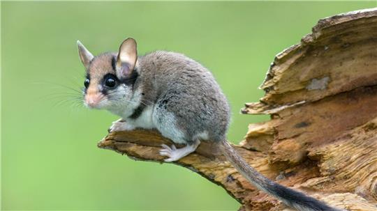 Die Lebensräume des Gartenschläfers werden kleiner.