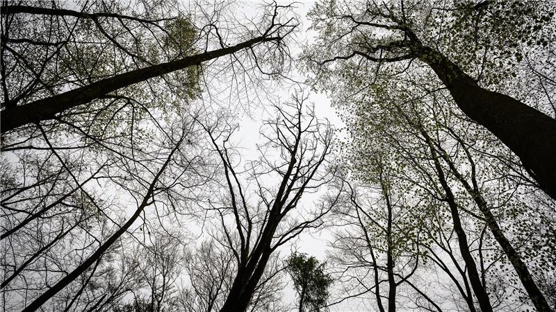 Die Leiche wurde im Reinhäuser Wald gefunden. (Archivbild)