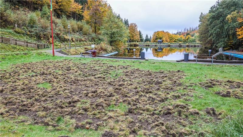 Wildschweine zerstören Kurpark: Letzter Ausweg ist ein Elektrozaun Die Liegewiese des Altenauer Waldschwimmbads gleicht einem Schlachtfeld.