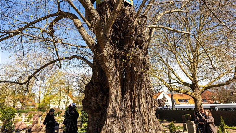 Die Linde ist eine der ältesten Bäume in Norddeutschland. 