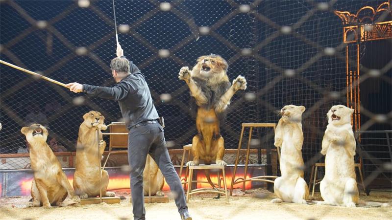 Das Bild zeigt fünf Löwen, davor einen Dompteur mit Stock in der Manege.