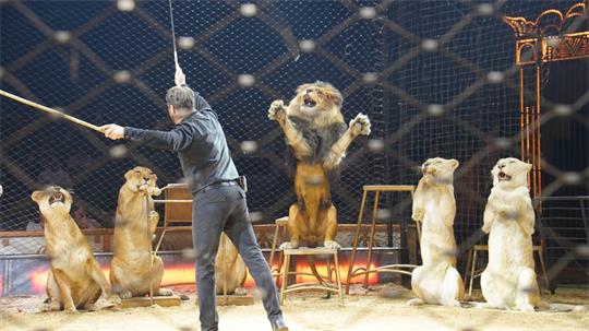 Das Bild zeigt fünf Löwen, davor einen Dompteur mit Stock in der Manege.