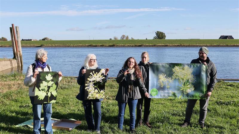 Gelbe Wiesenraute ist „Blume des Jahres 2027“ Die Loki Schmidt Stiftung wählt jedes Jahr eine Blume aus, die auf den Schutz der Natur aufmerksam machen soll.