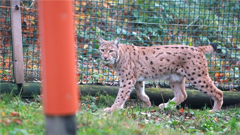 Neue Luchs-Dame im Harz erstmals im Freigehege Die Luchsin soll für Nachwuchs im Harz sorgen.