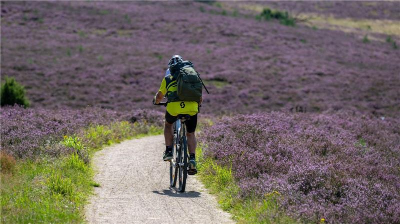 Die Lüneburger Heide eignet sich auch für Tagestouren mit dem Fahrrad. (Archivbild)