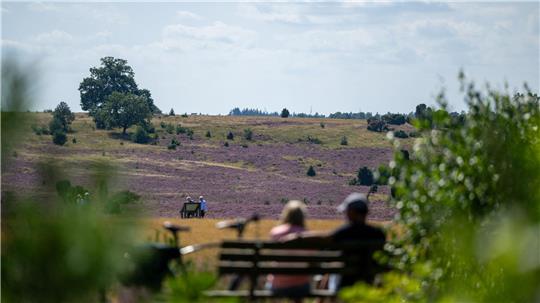 Die Lüneburger Heide ist bekannt. (Archivbild)