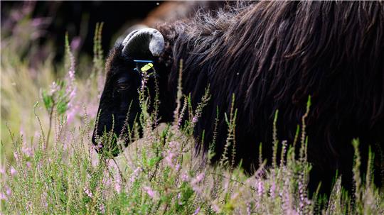 Die Lüneburger Heide ist die Weidelandschaft des Jahres 2026.
