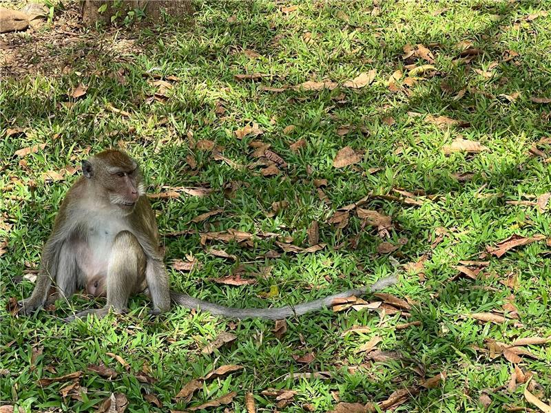 Polizeieinheit gegen aggressive Affen in Thailand Die Makaken bereiten den Bürgern in der Provinz Lop Buri schon länger Sorgen.