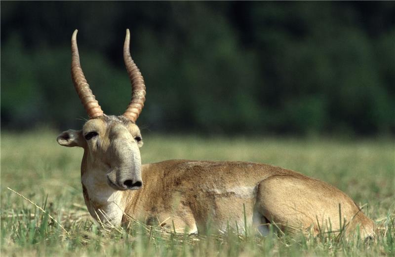 Die Maßnahmen zum Schutz der Saiga-Antilope in Zentralasien haben gut gegriffen.