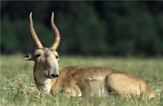 Die Maßnahmen zum Schutz der Saiga-Antilope in Zentralasien haben gut gegriffen.