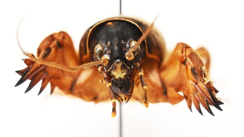 Die Maulwurfsgrille hat Schaufeln, um sich durchs Erdreich zu buddeln.