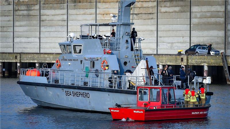 Ein Wal im Wismarer Hafen Die Meeresschutz-Organisation Sea Shepherd fuhr mit einem Schiff zu dem Wal.