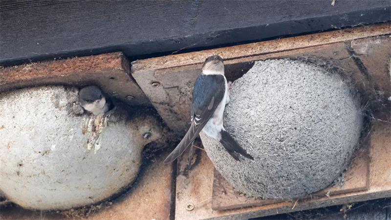 Wahl zum „Vogel des Jahres“ beginnt – was bringt die Kür? Die Mehlschwalbe gilt laut der Roten Liste als gefährdet. (Archivbild)