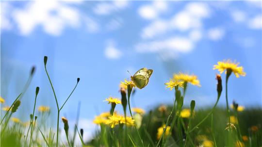 Die Meteorologen erwarten blauen Himmel und Sonnenschein über Deutschland. 