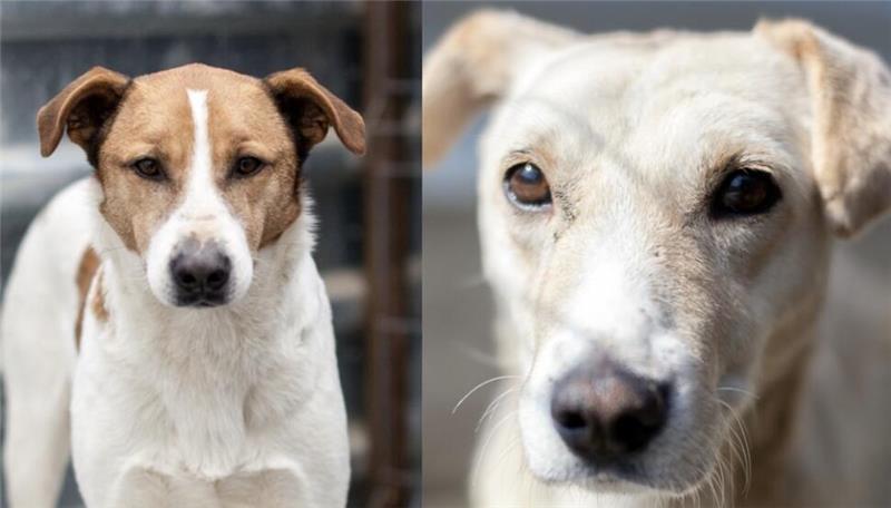 Tierheim Eckertal gibt rumänischen Straßenhunden zweite Chancen Die Mischlinge Lio und Willy sollen jetzt im Tierheim Eckertal vermittelt werden.