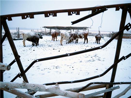 Die Mongolei wurde von einem extremen Wintereinbruch heimgesucht, dem viele Tiere zum Opfer fielen.