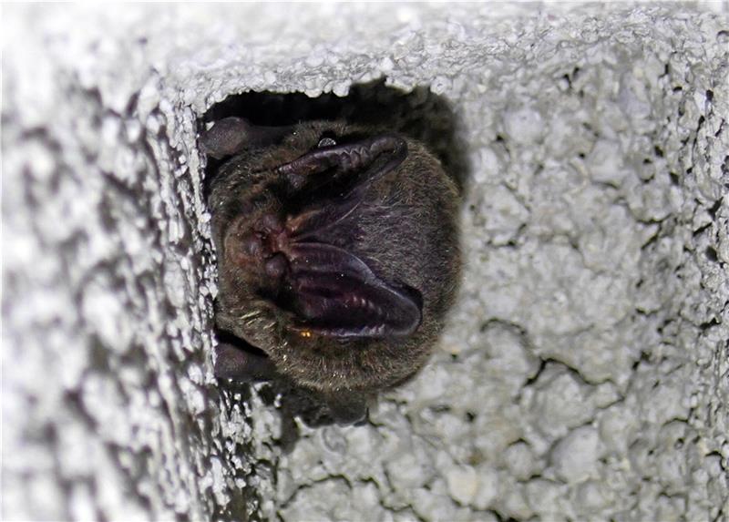 Die Mopsfledermaus gehört zu den stark gefährdeten Arten und hat sich im Hohlblockstein ein Plätzchen gesucht.  Fotos: Wielert