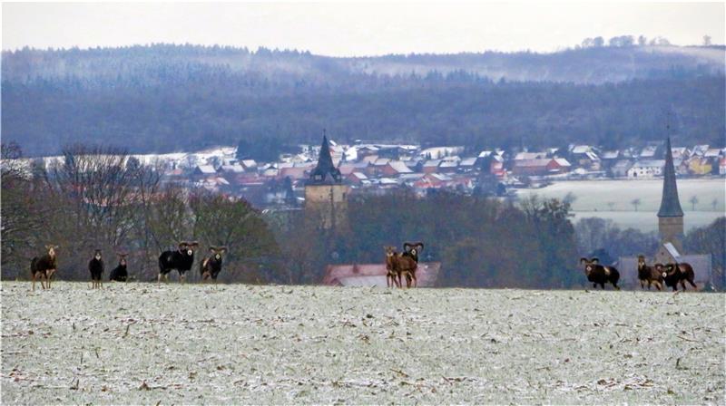 Luchs reißt erneut ein Mufflon im Nordharz Die Mufflonherde ist in Ostlutter im Rudel unterwegs und sucht nach Fressbarem. In letzter Zeit wurden einige Weidetiere gerissen. Im Verdacht steht der Luchs und etwaig auch der Wolf. Archivfoto: Biener